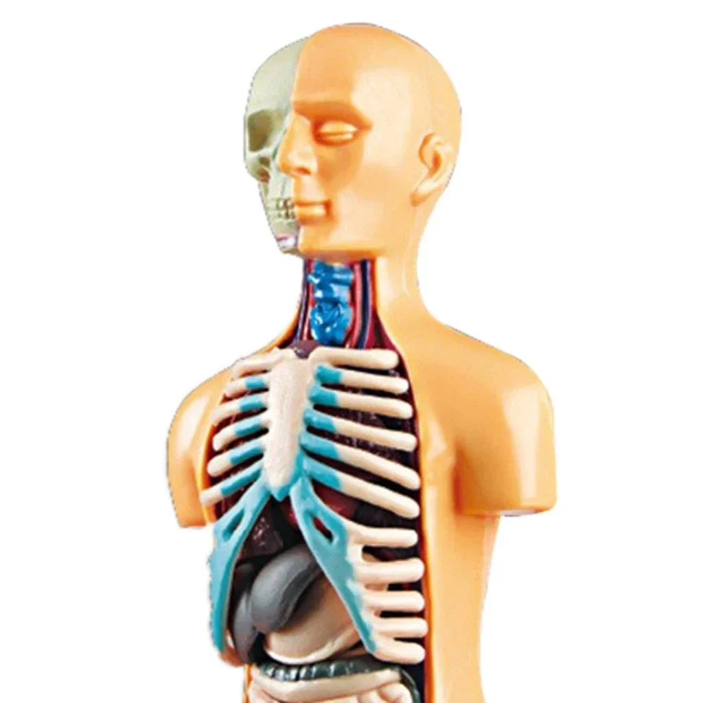 3D Human Body Simulated toy Science Educational Children Toy Body Torso Model DIY Skeleton Anatomy Organs Toy Set for Kid Adult