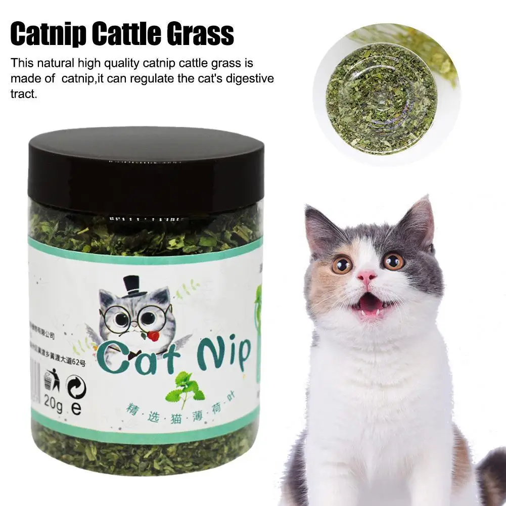 Hierba gatera Natural orgánica de alta calidad, hierba gatera, hierba gatera, sabor a menta, juguete divertido para gatos, juguetes interactivos para gatos, suministros para mascotas, 20g