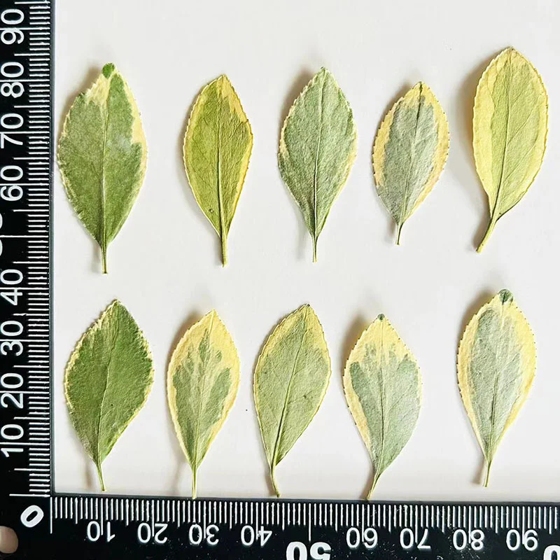 48pcs gold-edged pressed flower leaves, natural real leaves for DIY plant crafts, photo frames, pressed flower paintings, and flower specimens