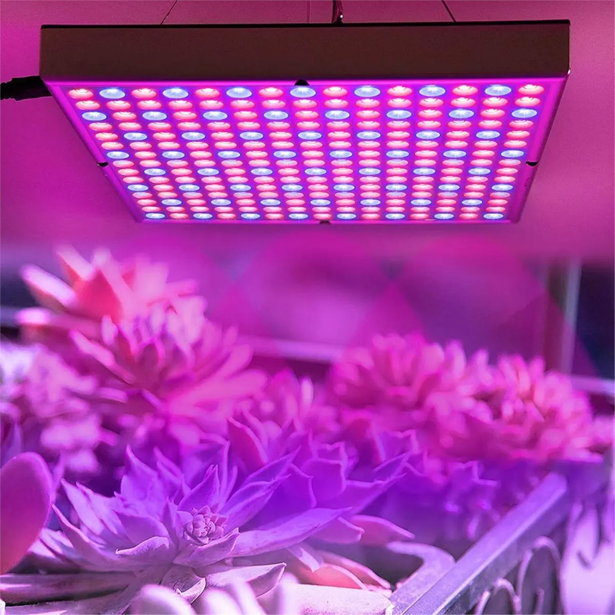 AA19 Plant Lamp Plant Light Grow Lamp Red & Blue Indoor Plants Growth Lamps Indoor Garden Plant Grow Light (45 W) US Plug