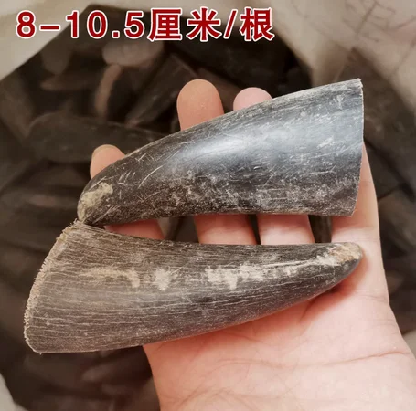 

8-20CM Natural black buffalo horn tip solid raw material DIY handmade embryo material carving seal handle bracelet Buddha bead