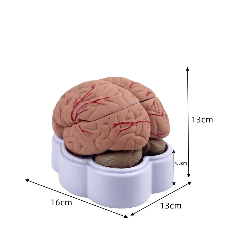 8parts Human Life Size brain anatomy model Medical Set 8 Parts Budget Brain Arteries Model Anatomy