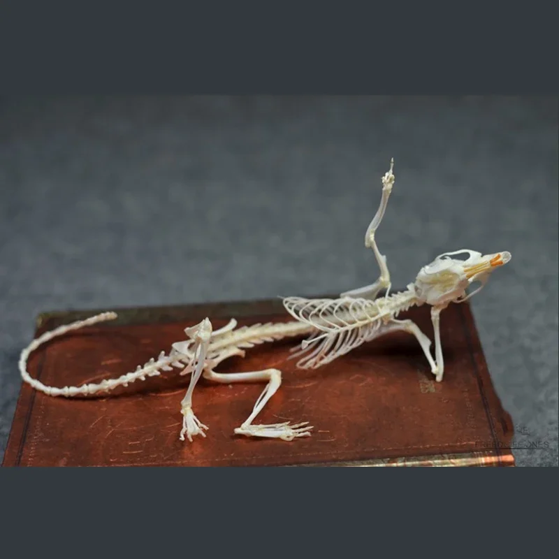 2019 Recumbent Rodent Resin Skeletal Art Gothic Anatomy Study Mysterious Curio Cabinet Victorian Bone Arrangement Artisan