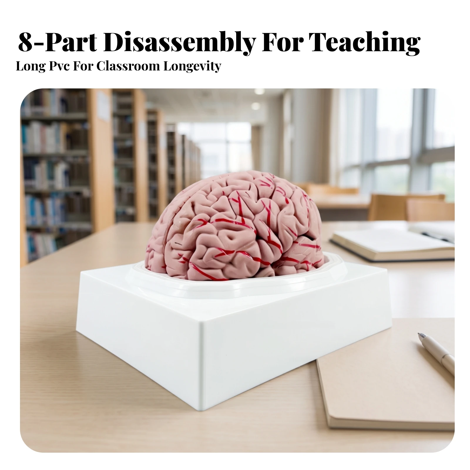 Human Brain Model with Display Base Removable Brain Anatomy Model Life-Size Sturdy for Medical Students, Classroom