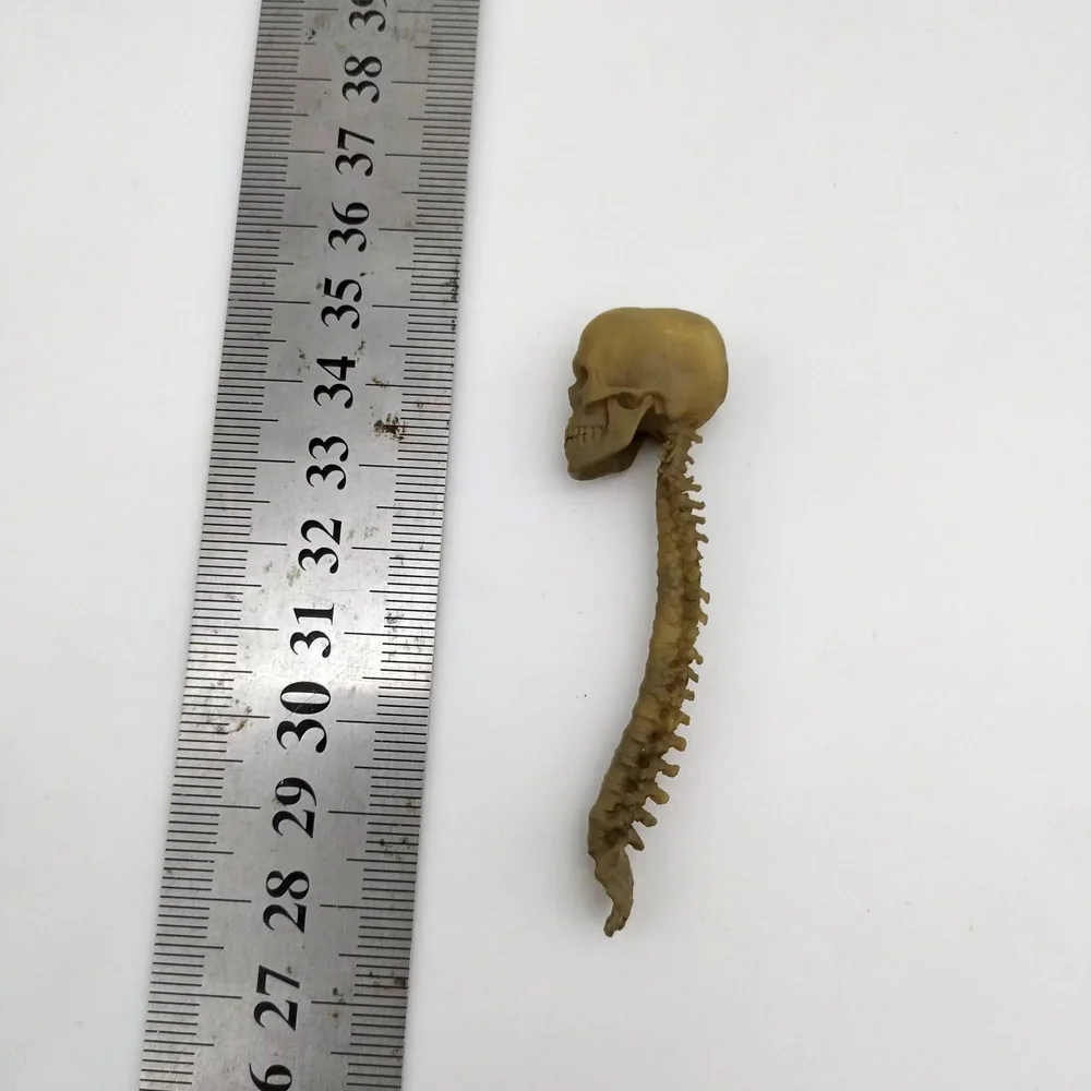 Collection 1/12 Scale PVC Human Skeleton Skull with Vertebra Model for 6in Action Figure Scene Accessory Toy