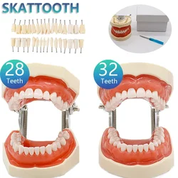 32 Teeth Dental Teaching Model Soft Gum Resin Typodont Teeth Model for Dentist Practice Studying Tool Dental Demonstration Model