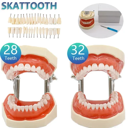 Modelo de enseñanza Dental de 32 dientes, modelo de dientes Typodont de resina de goma suave para práctica de dentista, herramienta de estudio, modelo de demostración Dental