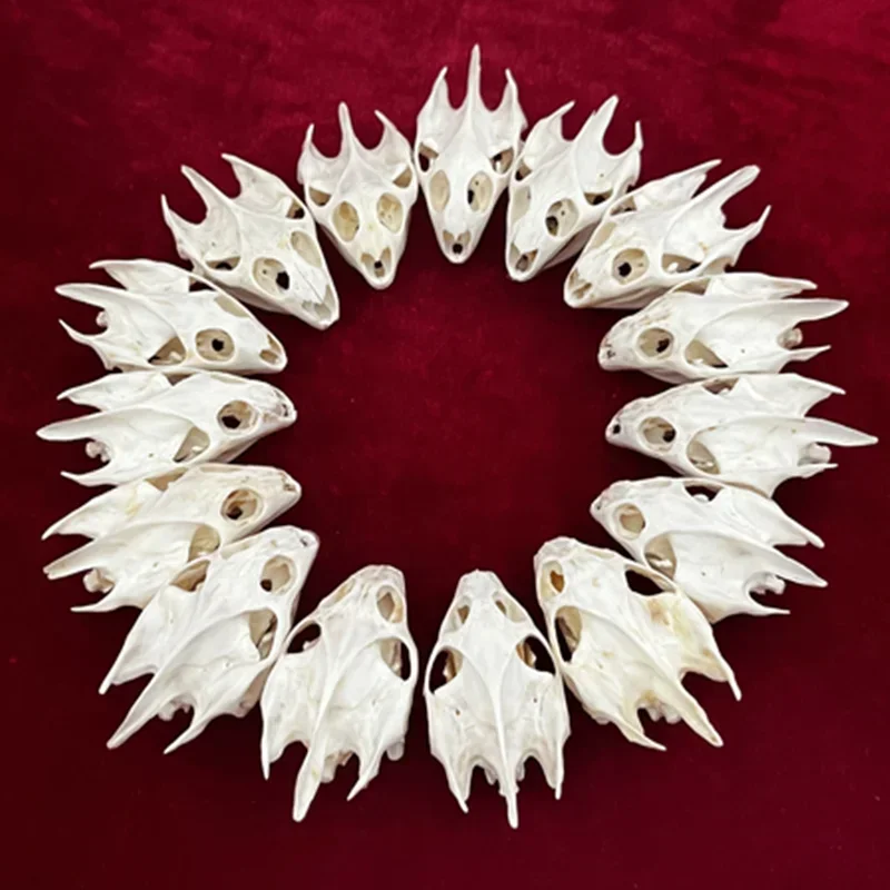 1pcs Pieces of Sea Turtle Skull Crafts Jewelry, Educational Taxidermy Monster Skull Specimen Collection