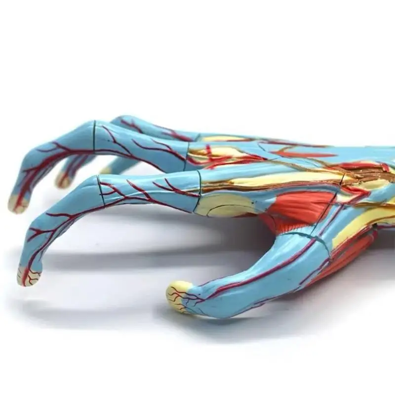 31BA Hand Skeleton Anatomy Learning Model, Physical Structure Reference for Instructor-Led Explanations, Nursing Training, and