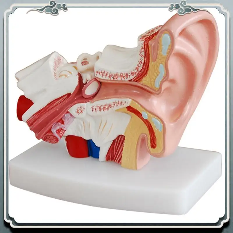 

Premium 2 Pcs Human Anatomical Nasal Cavity Throat Anatomy Model For Science Classroom Study Display Teaching Model 1.5 Times Hu