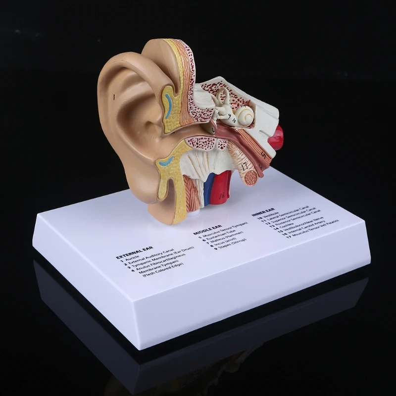 Medical Props Model Human Ear Brain Anatomical Model Accurate Human Nasal Cavity Throat Anatomy Science Display Teaching Model