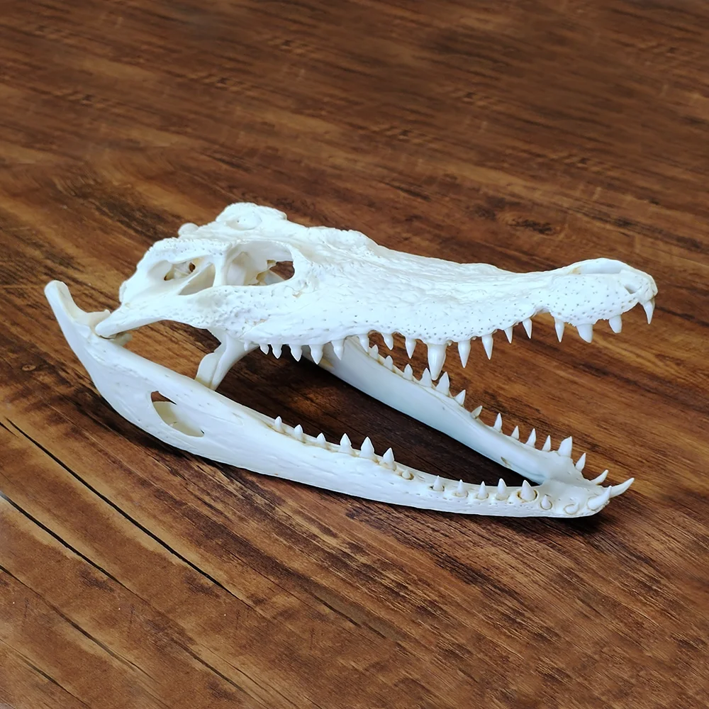 

Taxidermy Real Bone Skull, Natural Bones Craft, Animal Specimen Collectibles Study, Home Decoration, Special Gifts