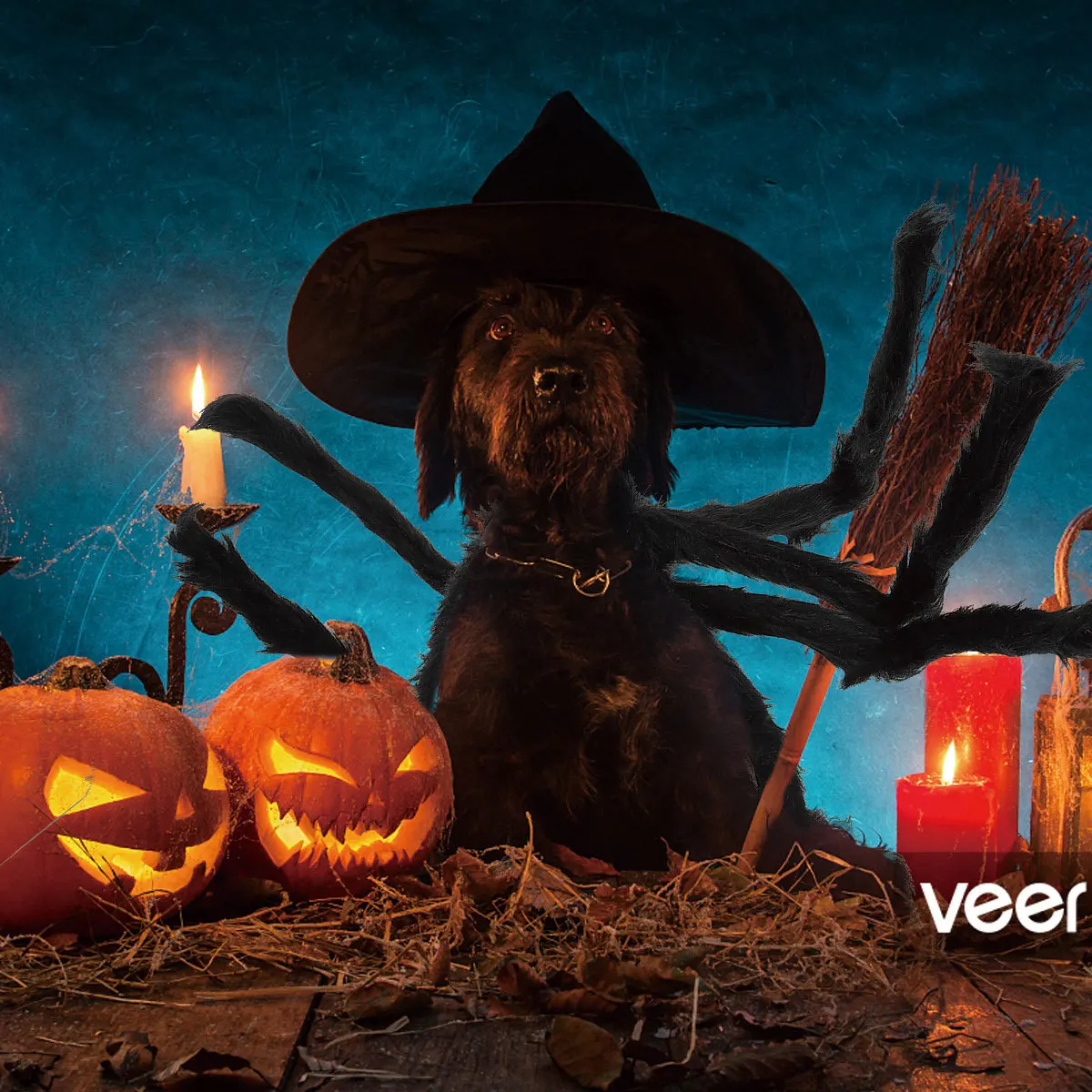 

Halloween Pet Spider Costume Cool Stylish Small Dogs Apparel Soft Comfortable Halloween Pet Supplies Dog Clothes