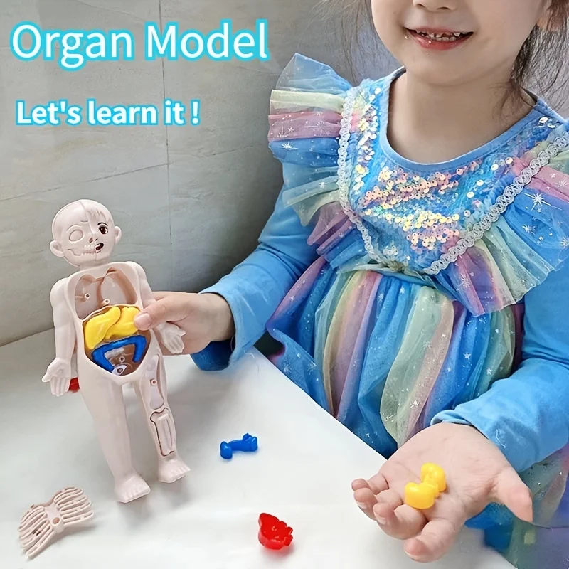 Dziecko Montessori 3D Puzzle zabawka, ludzkie ciało Model anatomiczny nauczanie edukacyjne zabawka do montażu organów, narzędzie do nauczania dla dzieci