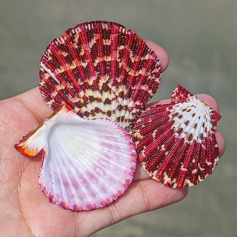 Natural Conch Shell Scallop Wedding Decoration Fish Tank Aquarium Landscaping Collection Gift Colorful Scallop Decoration