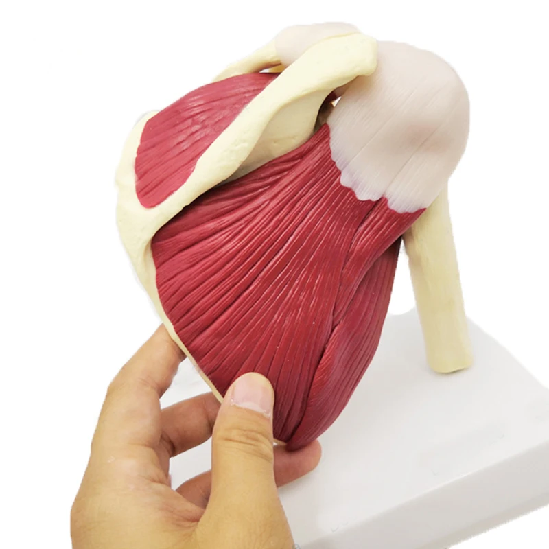 

Human Shoulder Joint Skeleton Muscle Anatomy Model Medical Science Teaching Resources Dropshipping