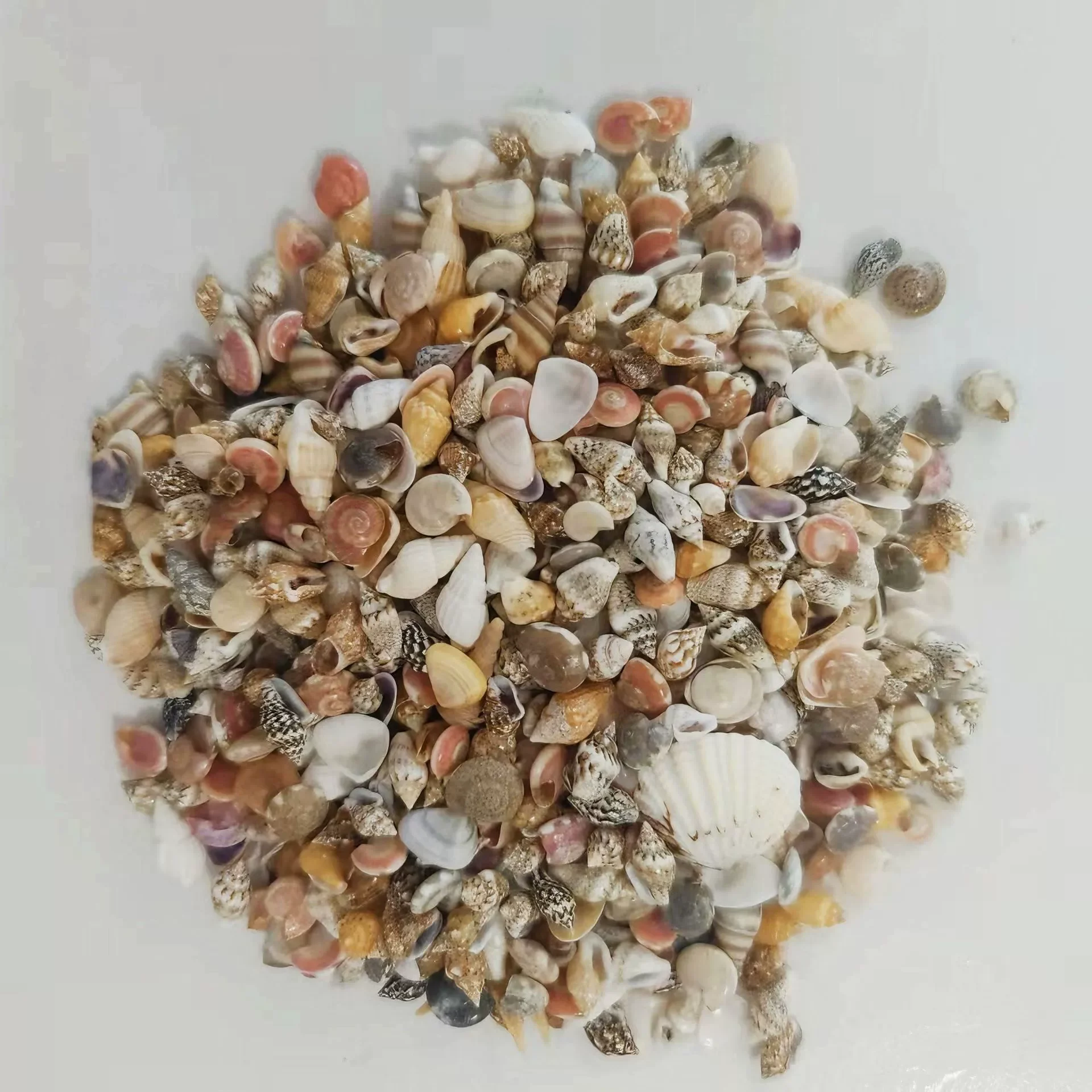 Natural Shell Conch Set, Children's Handmade Material Pack, Home DIY Decoration, Photo Frame Decoration，Beach Crafts