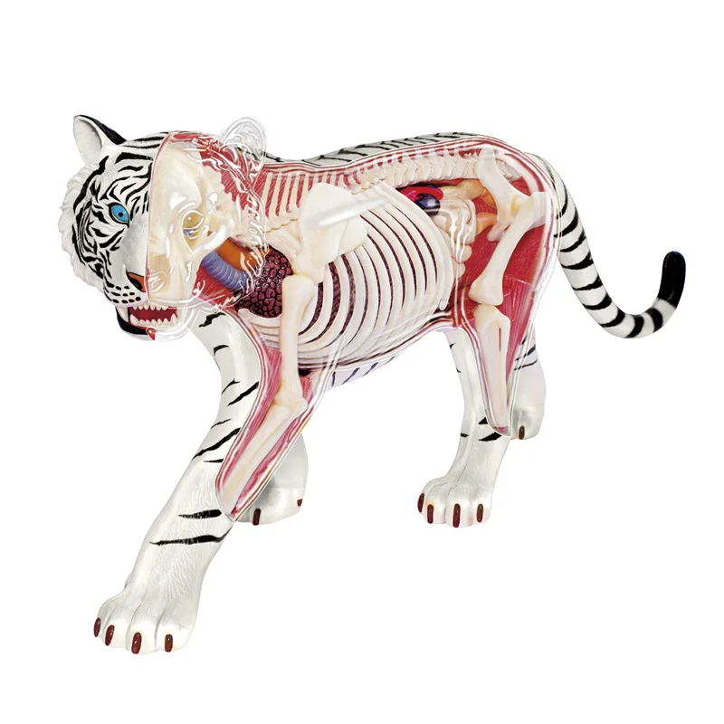 4DVision White Tiger Anatomy Model Animal Skull Skeleton Anatomical Model Detachable DIY Model Kids Science Educational Toys