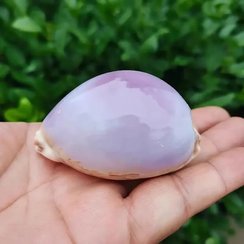 Natural Rare Sea Snail Shell White Purple Treasure Snail Mediterranean Home Collection Decoration Creative Gift Seashells