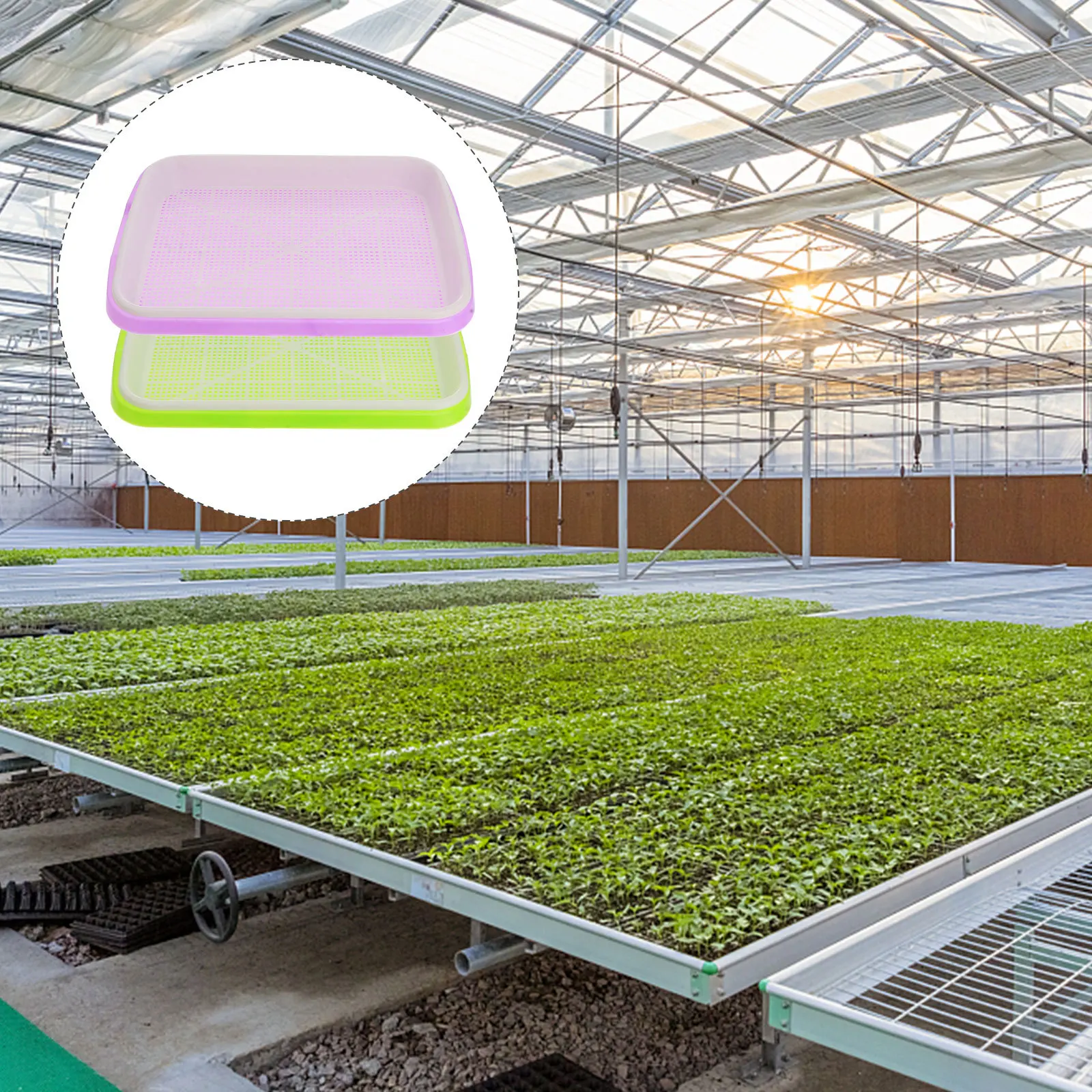 Juego de 4 cuencos para brotes, bandeja sin suelo de Material PP para cultivo de pasto de trigo, soja, frijol mungo, maní, frijol negro en casa, plantación de agua