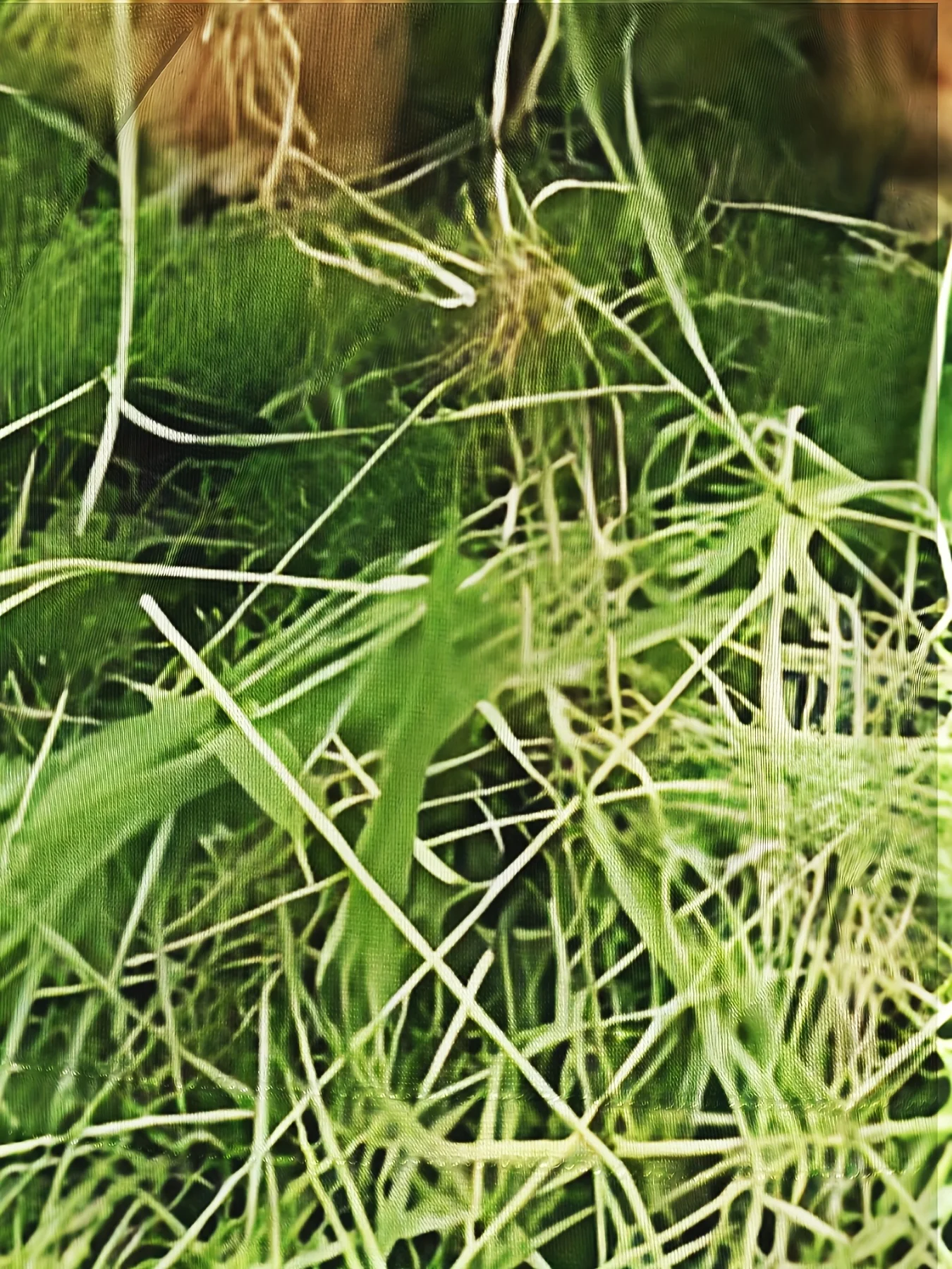 تي شيرت رجالي برسومات بقرة هايلاند مقاس كبير - ملابس شارع كاجوال ومثيرة، أخضر مع طباعة بقرة واقعية، كم قصير، مستدير N