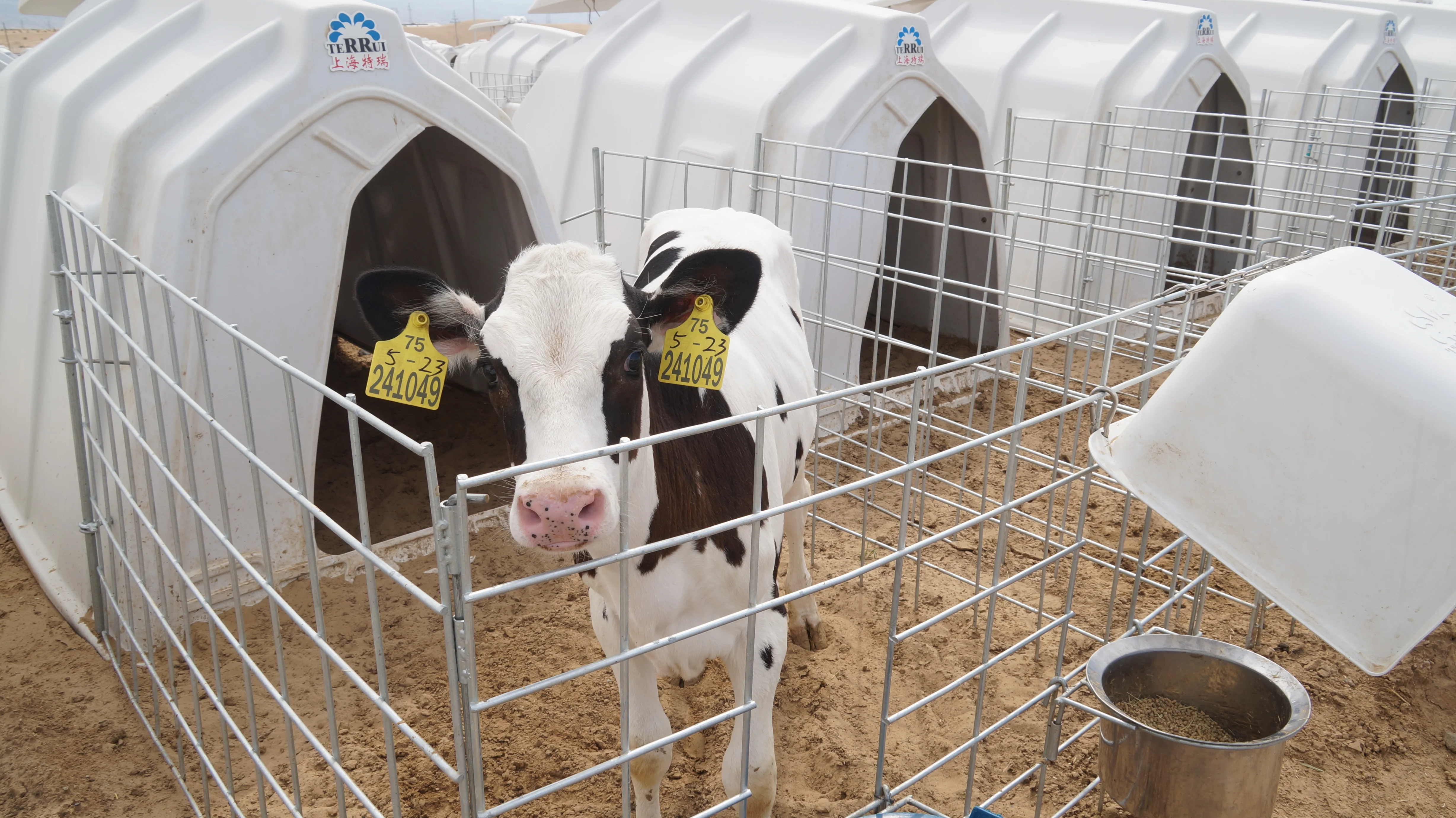 White Calf House With Vents Food Grade Plastic Calf Hutches