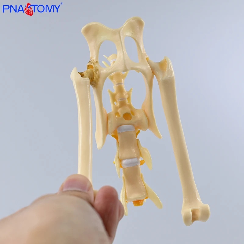 Life-Size Cat Pelvis Bone Model Feline Skeleton with Lumbar Vertebra And Spinal Cord Anatomical Medical Educational Gift