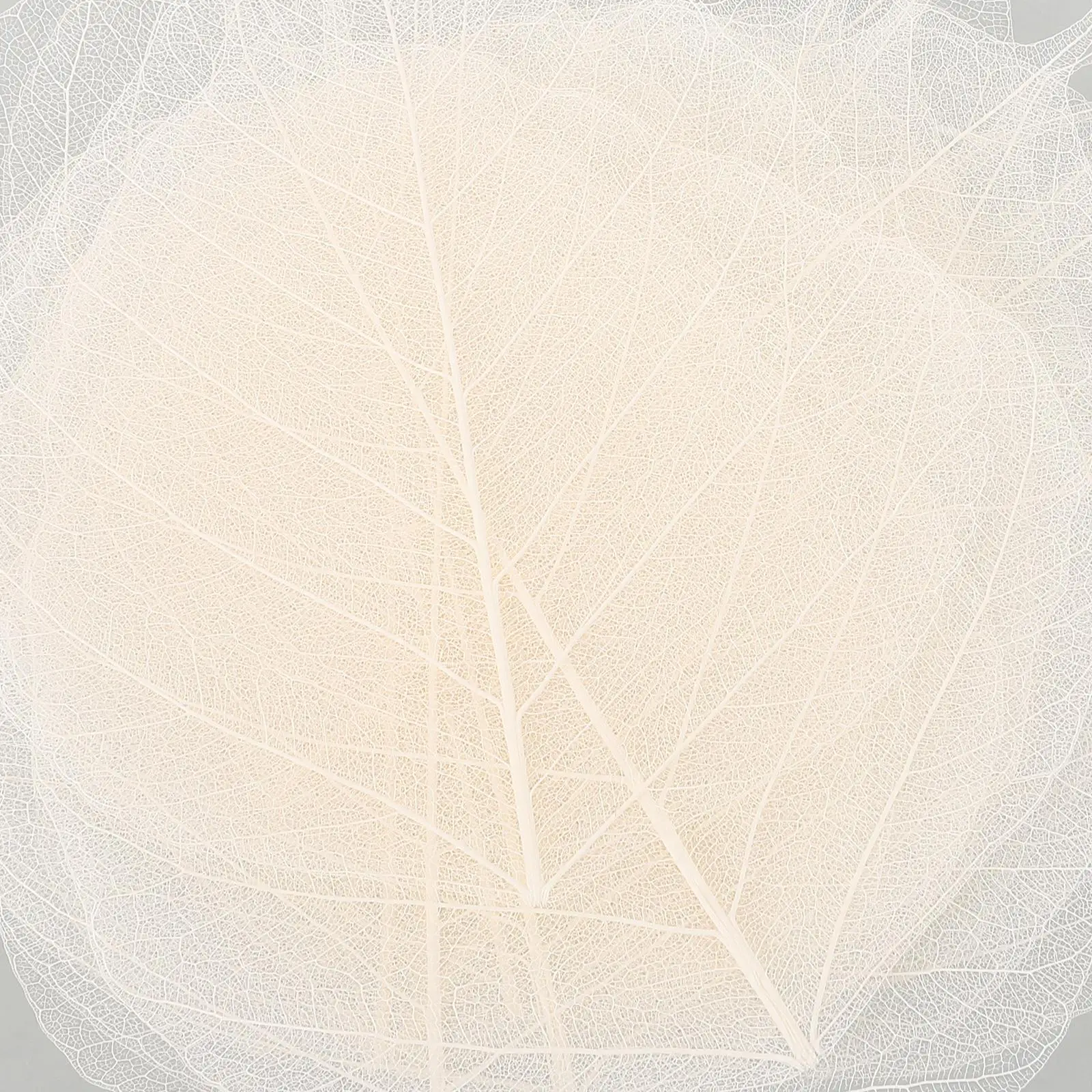 ベビーブレスフラワー人工ブックマークアクセサリー木の葉標本の装飾