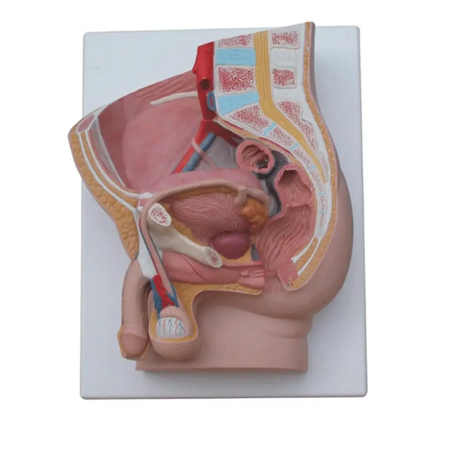 PVC Human Male Penis Urinary Bladder Anatomical Medical Model Urology Anatomy