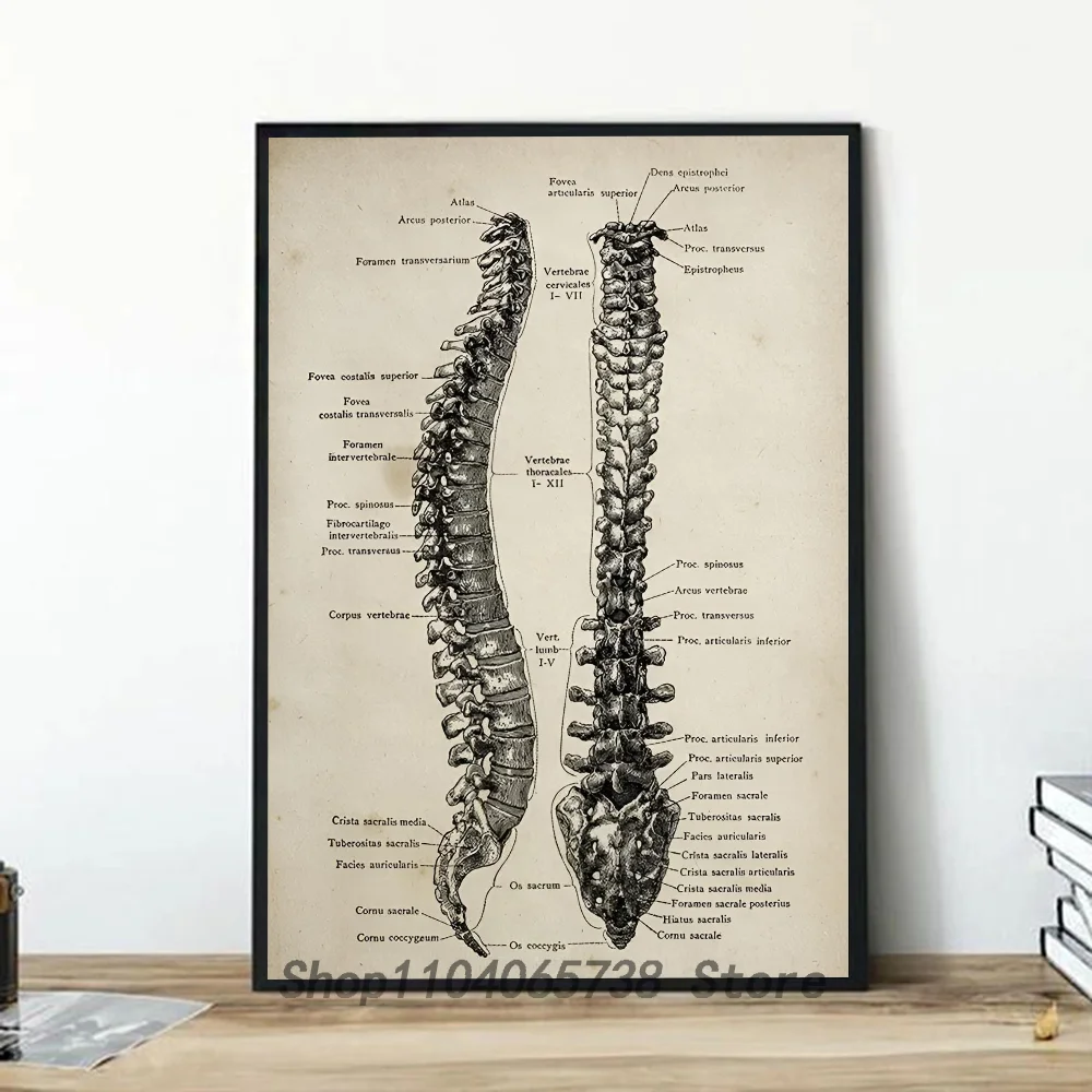 1PC Retro Human Organ System Skeleton Anatomy Poster Paper Print Home Living Room Bedroom Entrance Bar Restaurant Cafe Art