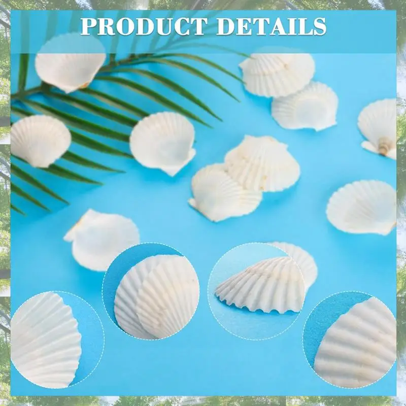 Premium-40PCS Natural Scallop Shells 1.4-2.4Inch White Small Sea Shells For Crafts Crafting Shell Bulk Real Seashells