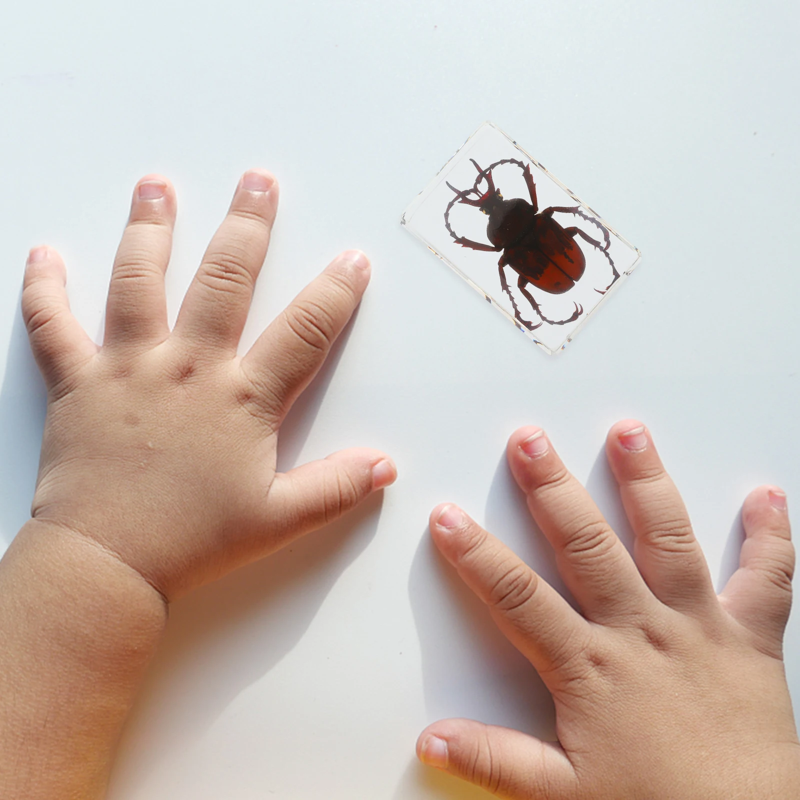 

6 Pcs Insect Craft Sculpture Realistic Beetle Scorpion Specimen Spider Scorpion Specimen Home Decor Biology Science Gift