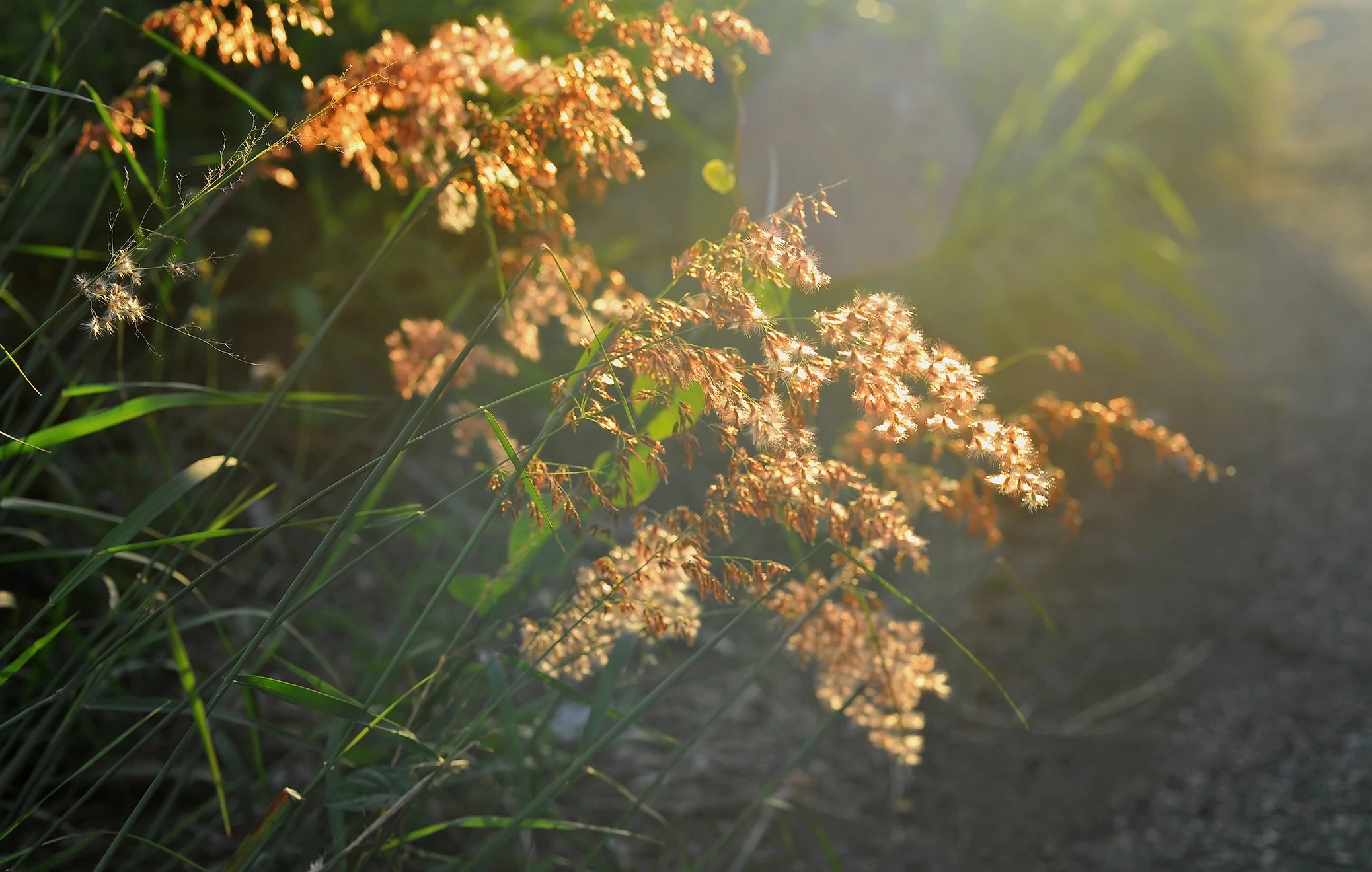 Metal Upgrade Link …