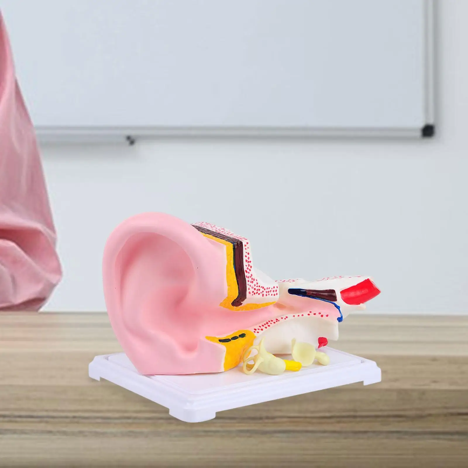 

Human Ear Model Medical Model for Classroom Demonstration Study Display