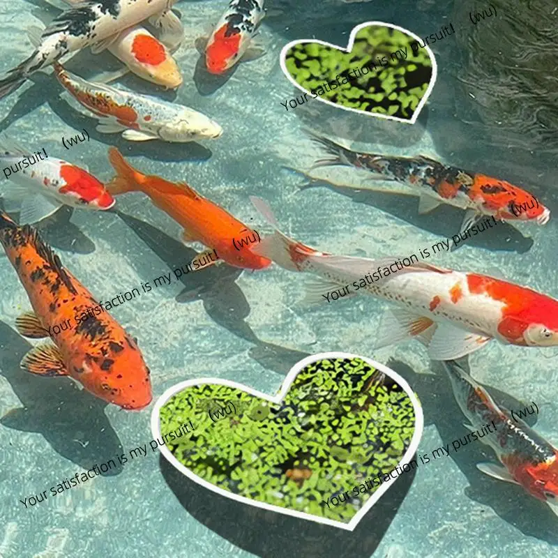 Aquarium Floating Plant Rings Fish Feeding Rings Heart Shape Floating Plants Holder Pet Supplies 5pcs