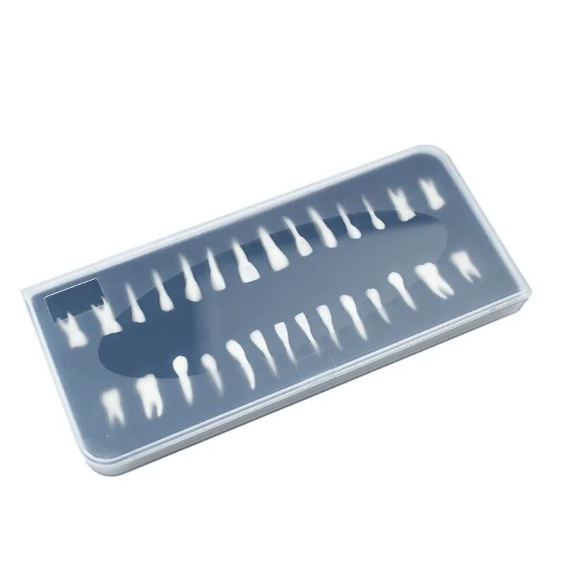 

28Pcs Dental Demonstration Permanent Teeth Model 1:1 Full Set for Implant Practice Teaching and Study