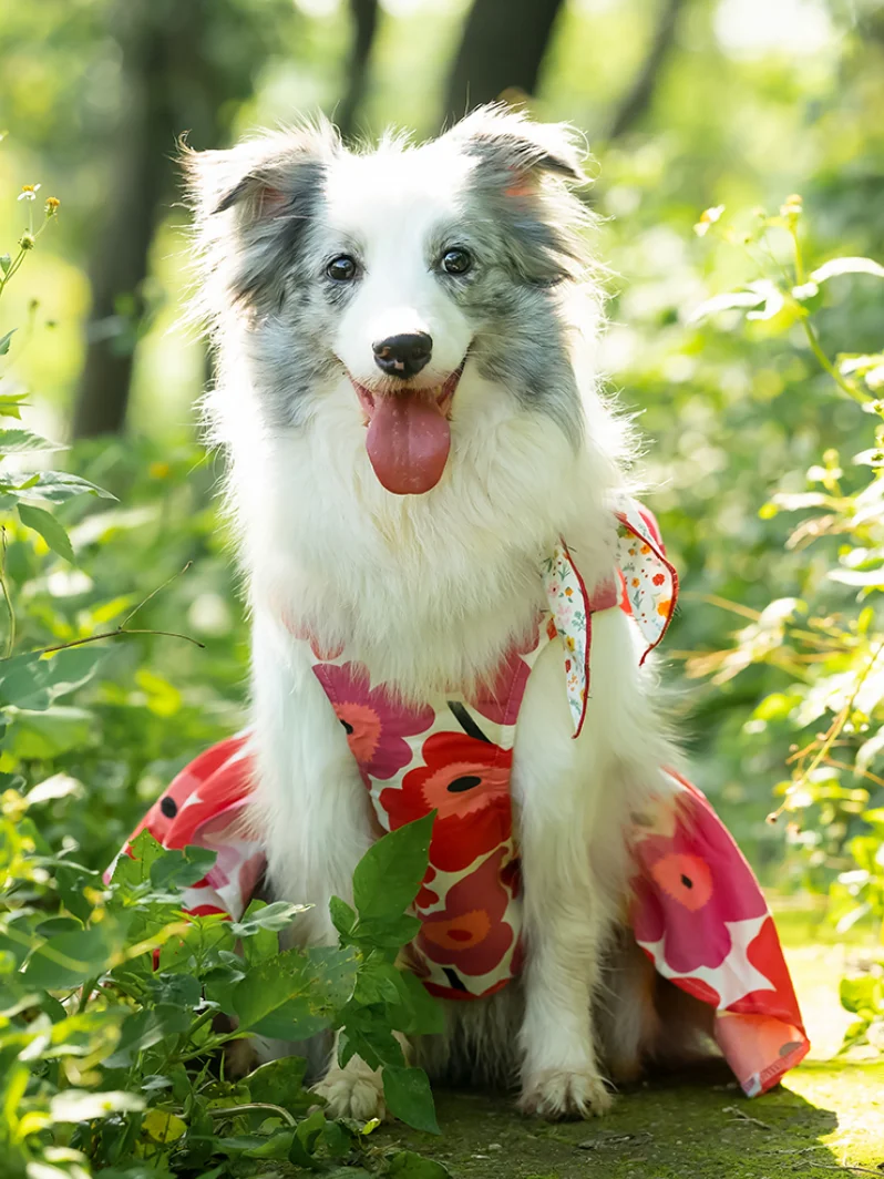 Cute Cat and Dog Clothes, Summer Flower Skirt, Chest Back, Big Dog, Bull Terrier, Grey Dog Clothes