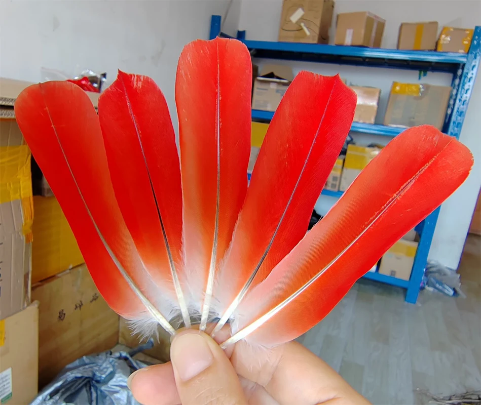 

5 шт., яркие красные перья для попугая с маленькими крыльями, обеспечивающие поднятые настоящие перья попугая, длина 10-12 см, очень редкие