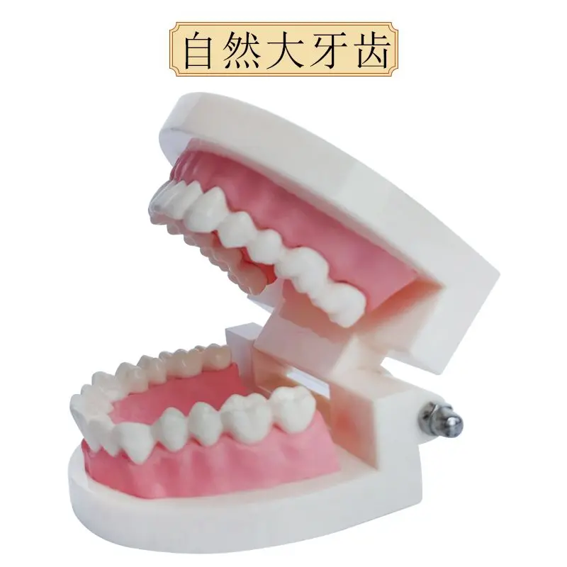 

Dental Health Care Dental Model Kindergarten Teaching Aids Children's Tooth Brushing Toys Dental Demonstration Structure