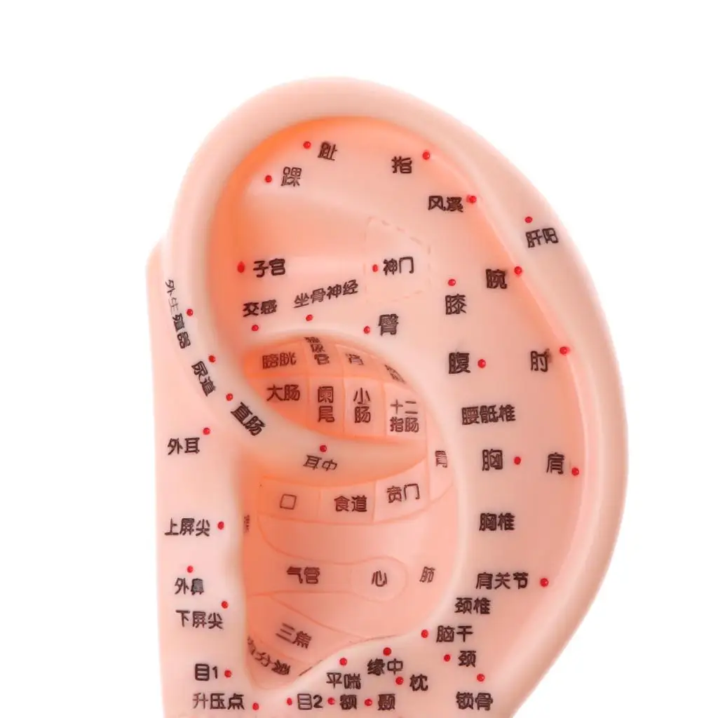 Акупунктура для людей, 13 см, модель уха, Рефлексология, акупунктура, школьный обучающий инструмент, лабораторное оборудование