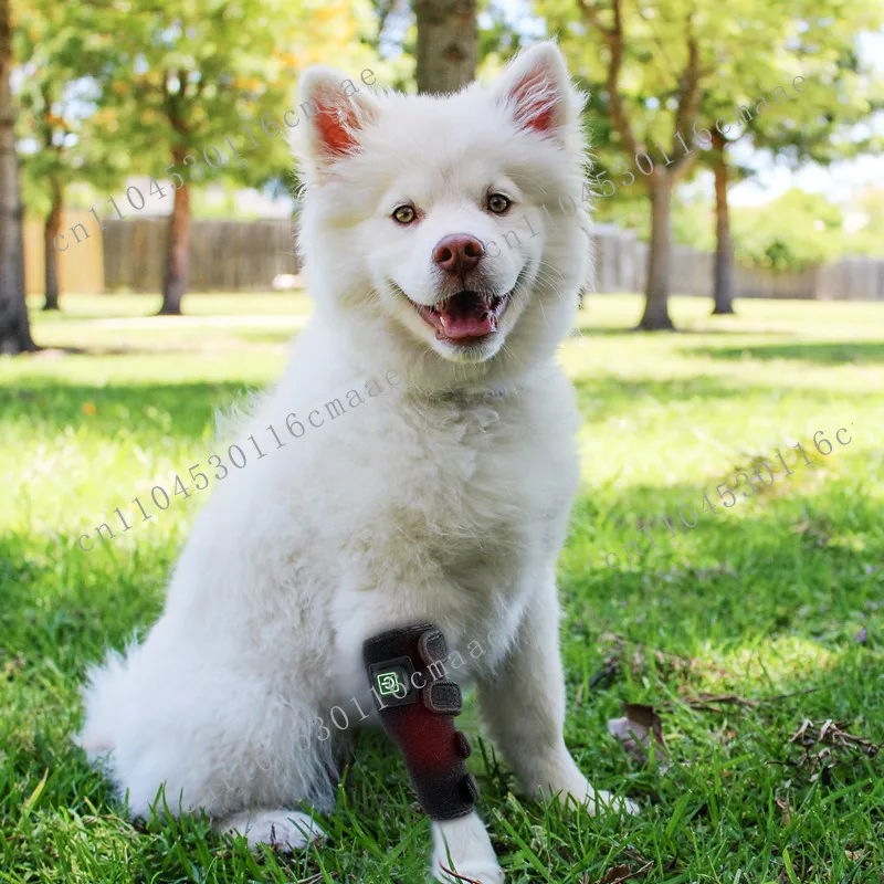 Home New Pet Physiotherapy Instrument Injury Recovery Cat and Dog Wound Healing Fracture Healing Portable Timing