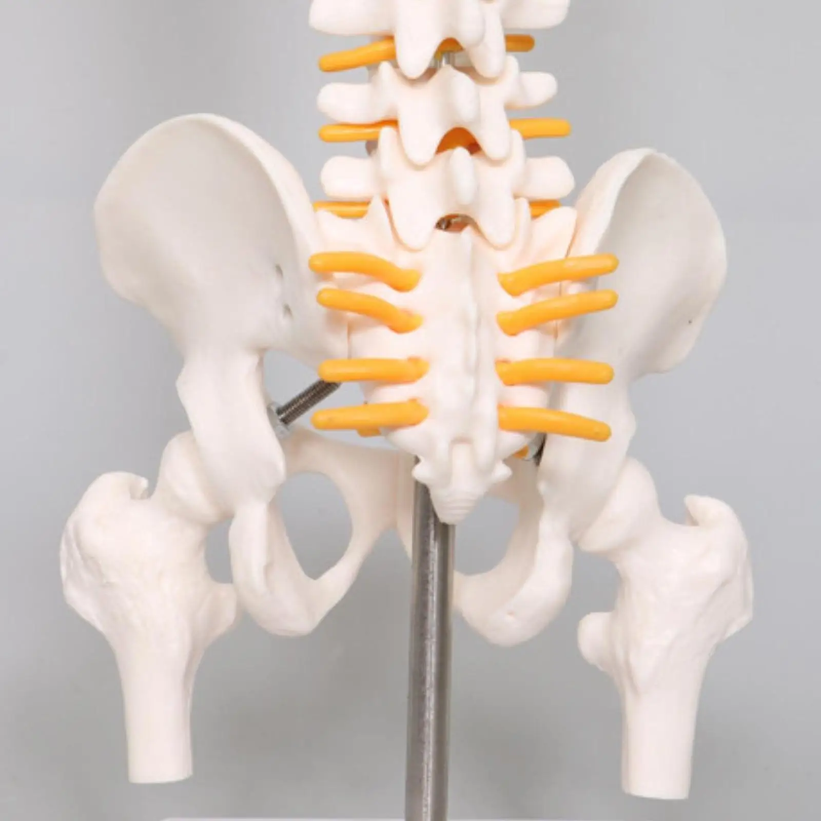 Human Spine Model 17.7inch for Science Study Biological Laboratory