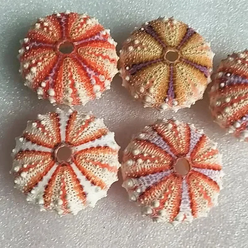 Concha de concha de playa de erizo de mar Natural, maceta de flores suculentas de piña de aire decorativa mediterránea hecha a mano creativa Diy