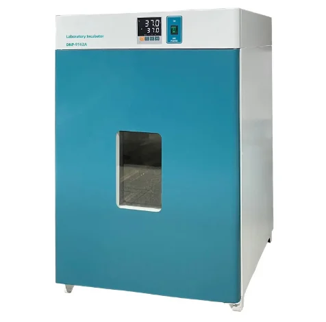 Hot Sale Electric Bacteria Cultivation160L Laboratory Incubator for Lab Use