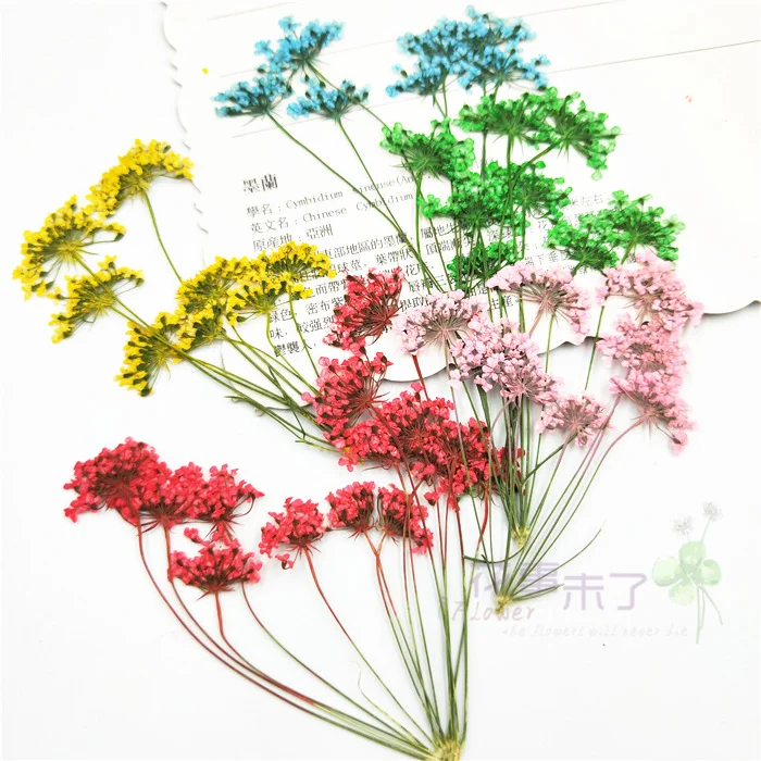 

40Pcs Multi-Head Lace Flowers with Branches, Snow Pearl Flower Plant Specimens, Dried Flower Pressed Flower Bookmarks, Real Leaves, Real Flower Leaf Stickers