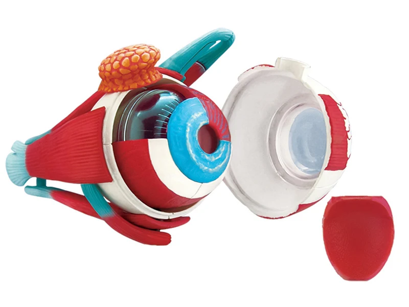 4d Master Human Eyeball Eye Anatomy Model puzzle Assembling Toy  Anatomical Medical Teaching Aid Laboratory Education Equipment