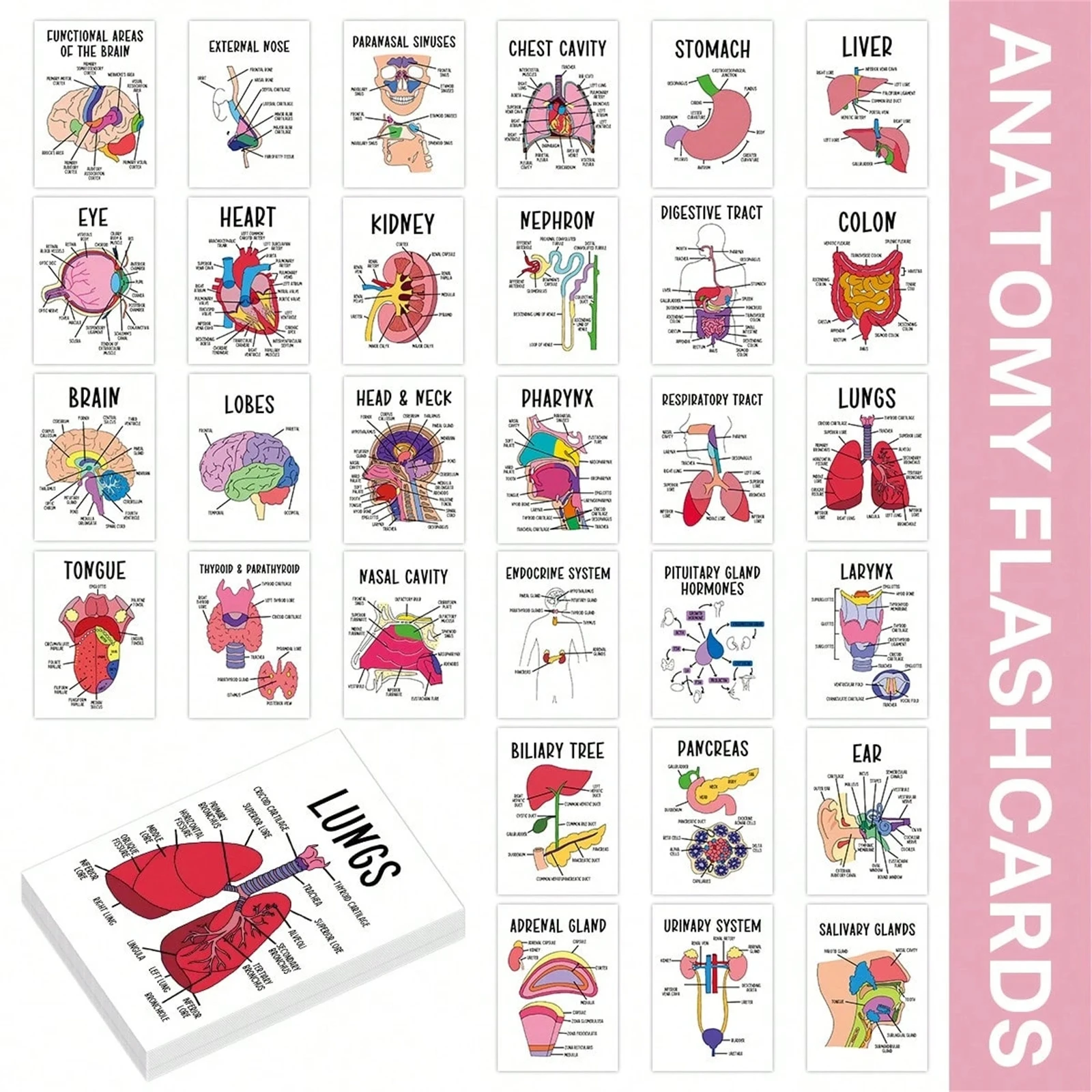 Professional Human Organ Flash Cards 30Pcs Educational Study Set for Students Home School Learning Tool Durable Cardstock view 6