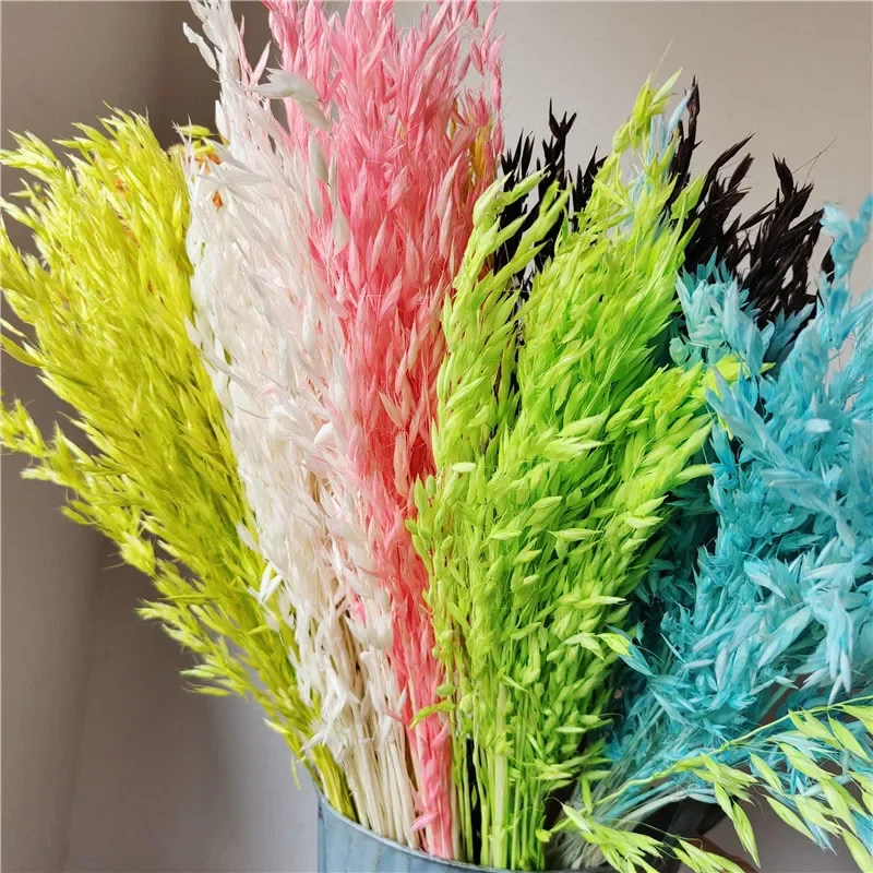 20Pcs Natural Dried Oat Spike Real Oat Spike Flower Decoration Natural Pampas Hare's Tail Dried Flower Home Decorations