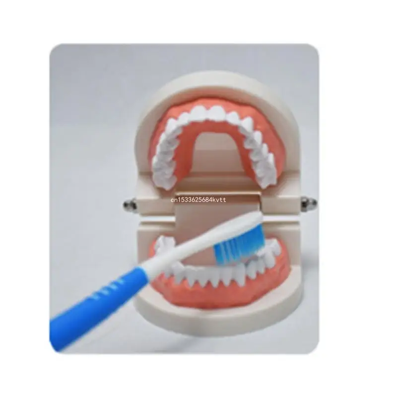 Kids Teeth Typodont Dental Implant Study Analysis Demonstration Teeth Model Dropship