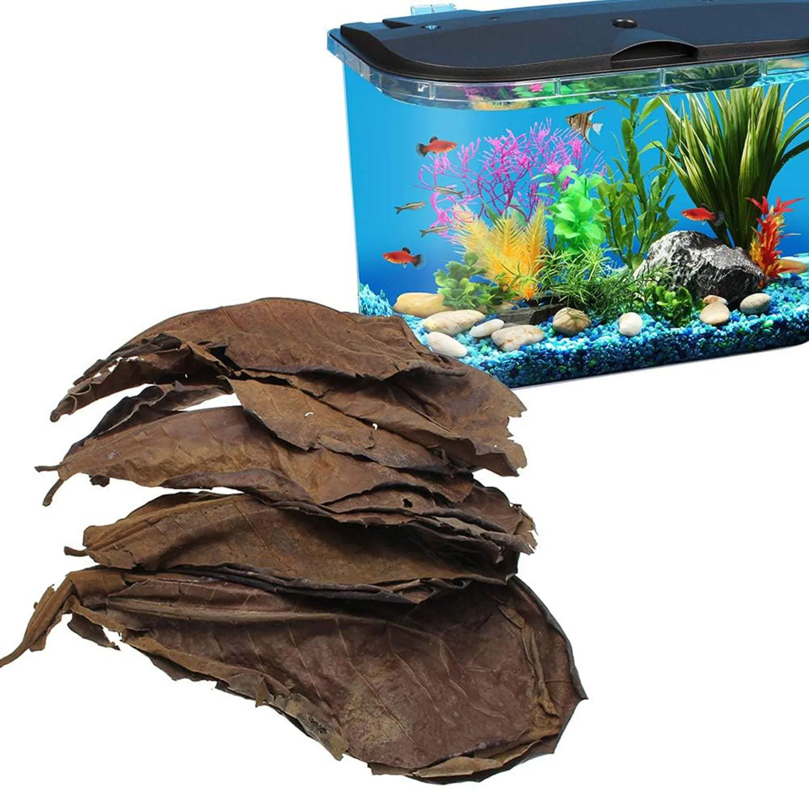 Indian Almond Aquarium Leaves 2
